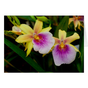 Yellow Pink Purple Miltonia Sunset Orchids