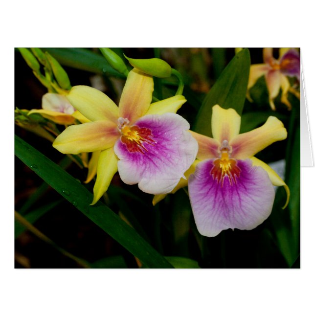 Yellow Pink Purple Miltonia Sunset Orchids (Front Horizontal)