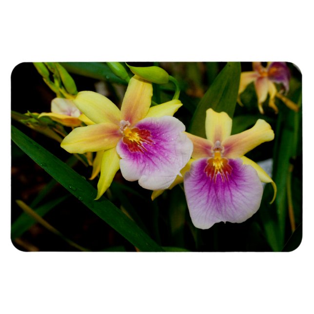 Yellow Pink Purple Miltonia Sunset Orchids Magnet (Horizontal)