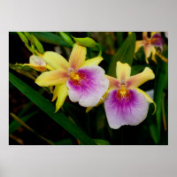 Yellow Pink Purple Miltonia Sunset Orchids