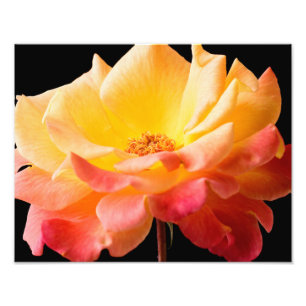 Yellow Pink Rose Flower Black Background Floral Photo Print