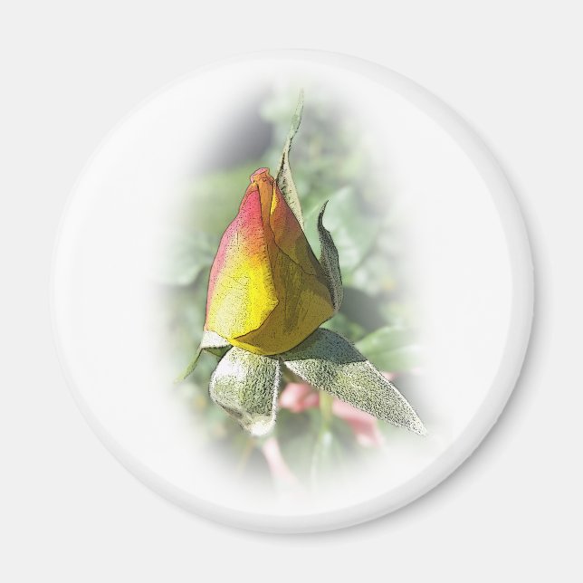 yellow pink rosebud magnet (Front)