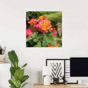 Yellow Pink Roses Poster Print