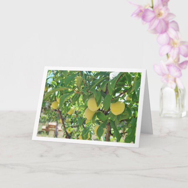 Yellow Plum Tree Portrait Card (Orchid)