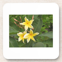 Yellow Plumeria Botanical Flower Coaster