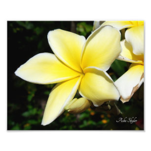 Yellow Plumeria Photo Print