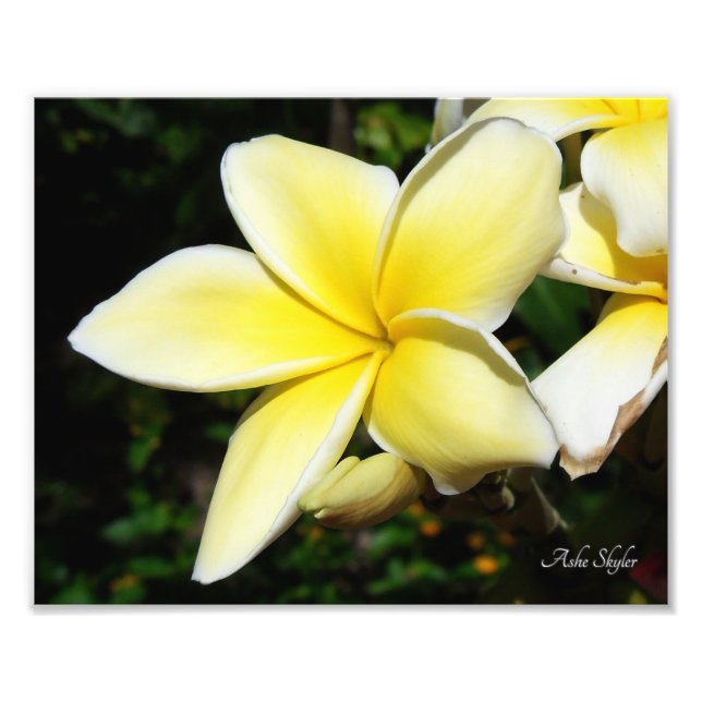 Yellow Plumeria Photo Print (Front)