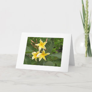 Yellow Plumeria Tropical Flowers Blank Card