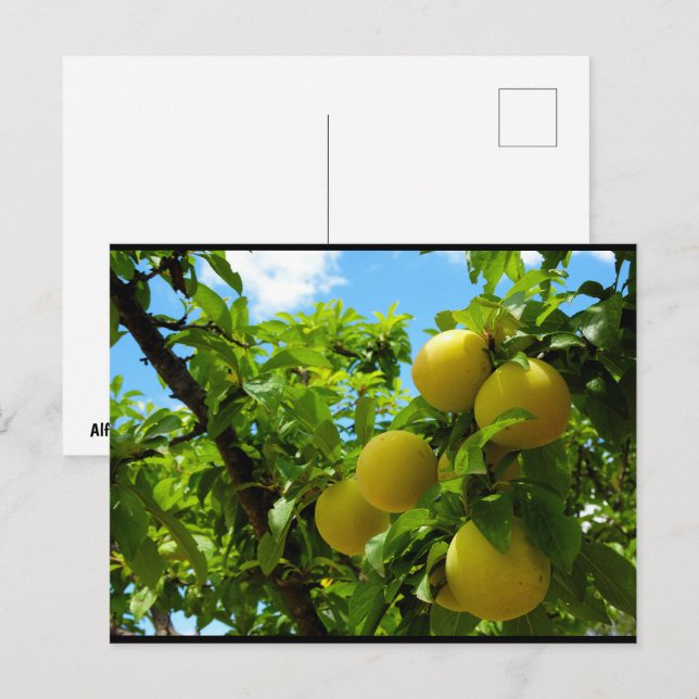 Yellow Plums Blue Sky Postcard (Front/Back)