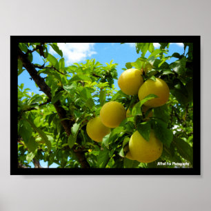 Yellow Plums Blue Sky Poster