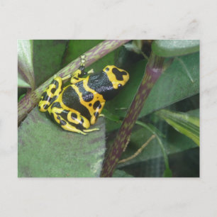 Yellow Poison Dart Arrow Frog Postcard