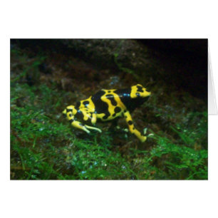 Yellow Poison Dart Frog card