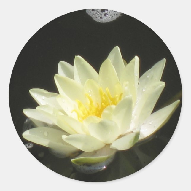 Yellow Pond Lily Sticker (Front)