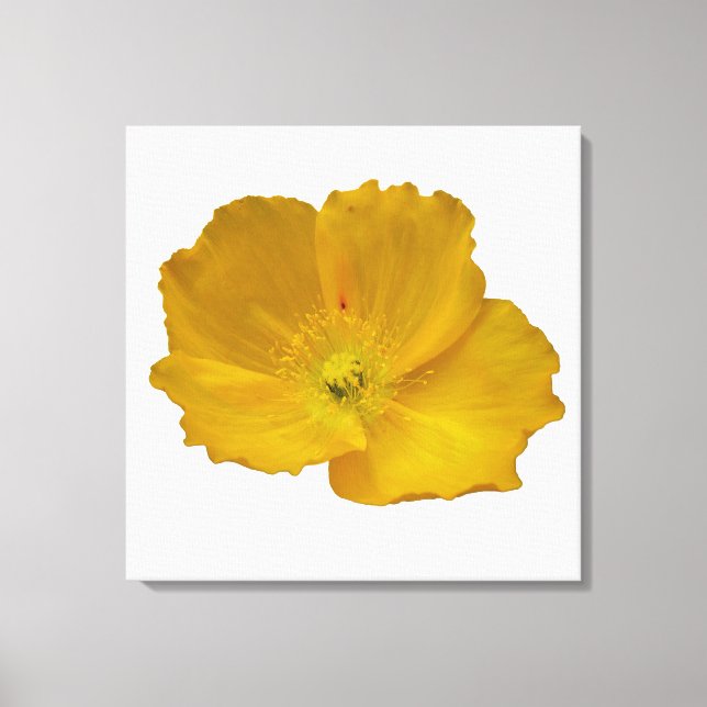 Yellow Poppy Alaskan Wildflower Floral Canvas Print (Front)