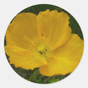 Yellow Poppy Alaskan Wildflower Floral Classic Round Sticker