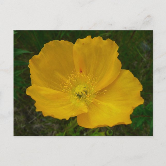 Yellow Poppy Alaskan Wildflower Floral Postcard (Front)