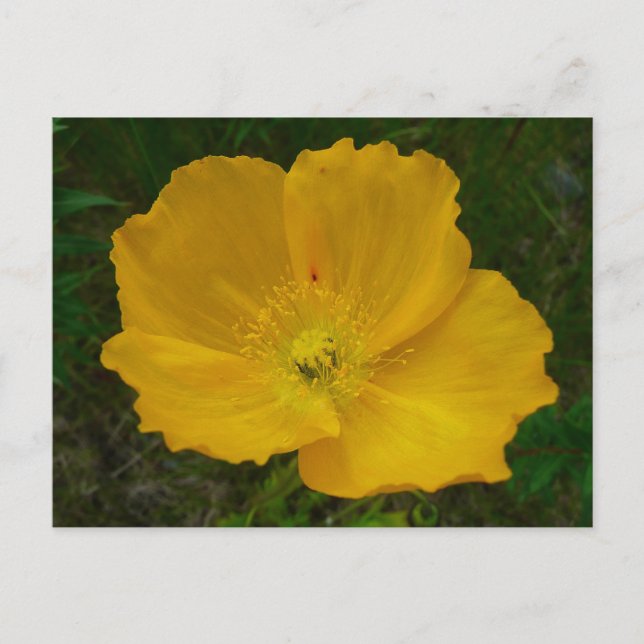 Yellow Poppy Alaskan Wildflower Floral Postcard (Front)