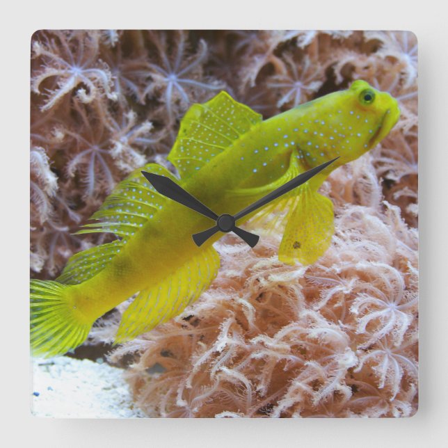 Yellow prawn-goby square wall clock (Front)
