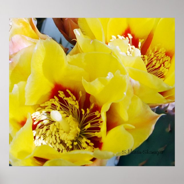Yellow Prickly Pear Cactus Poster (Front)