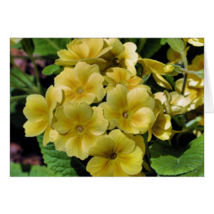 Yellow Primrose Flower Photography Card
