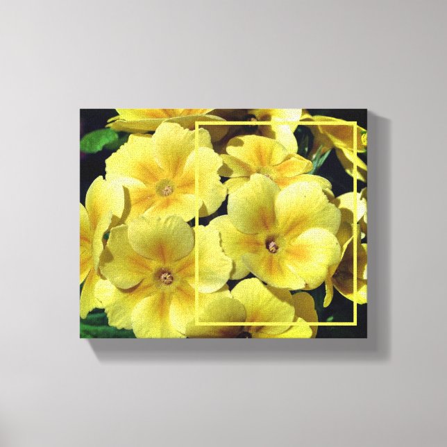 Yellow Primrose Flowers Create Your Own Photo  Canvas Print (Front)