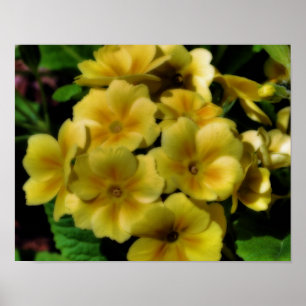 Yellow Primrose Flowers Orton Art Poster