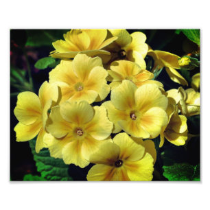 Yellow Primrose Spring Flowers Close Up 8x10 Photo Print