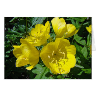 Yellow Primroses - Sundrops