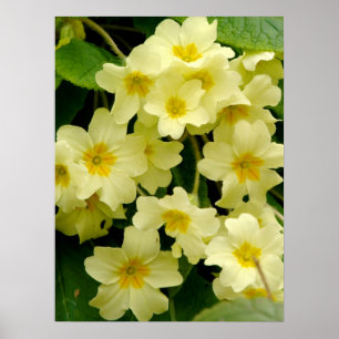 Yellow Primula/Primrose Flower Print/Poster Poster