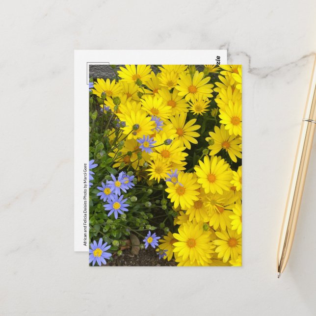 Yellow & Purple Daisies Postcard (Front/Back In Situ)