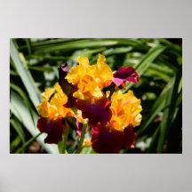 Yellow & Purple Iris