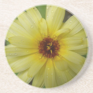 Yellow Raindrops Marigold Coasters