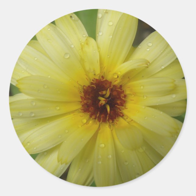 Yellow Raindrops Marigold Stickers (Front)