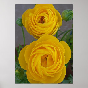 Yellow Rannunculs Spring Bulb Flower Floral Garden Poster