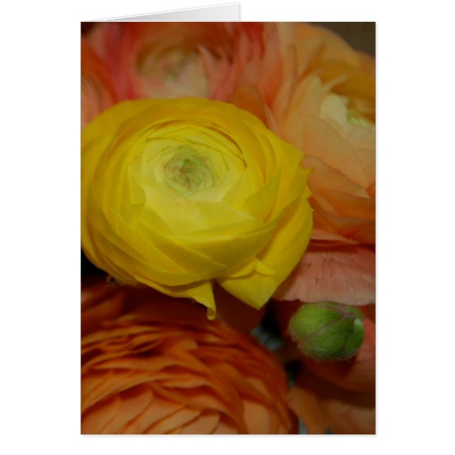 Yellow Ranunculus (Front)