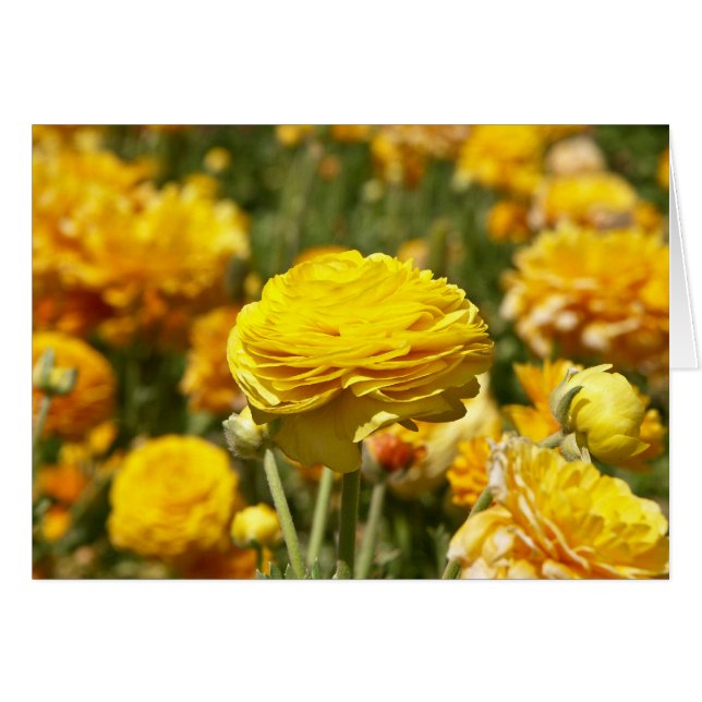 Yellow Ranunculus Flower Card (Front Horizontal)