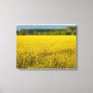 yellow rapeseed flowers illuminated by sun canvas print