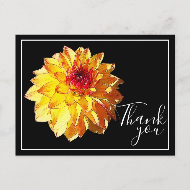 Yellow Red Dahlia With Black Background Thank You Postcard (Front)