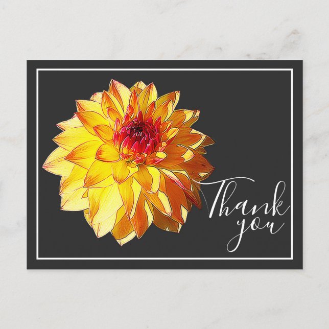Yellow Red Dahlia With Grey Background Thank You Postcard (Front)