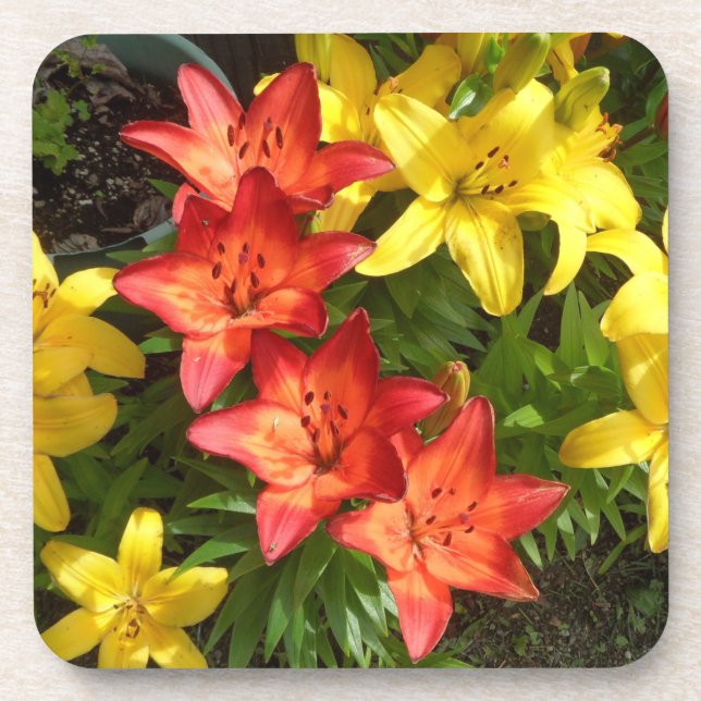 Yellow & Red Flower Lily Photo Designed Coaster (Front)