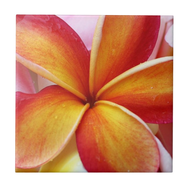 Yellow Red Plumeria Frangipani Hawaii Flowers Tile (Front)