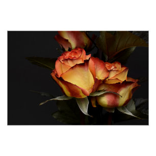 Yellow Red Rose Poster