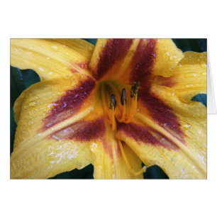 Yellow Red Spark