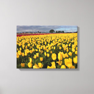 Yellow & Red Tulip Field, Oregon Canvas Print