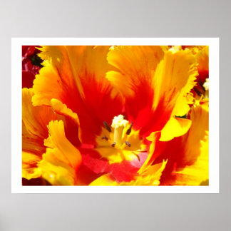 Yellow Red Tulip Flowers art prints Tulips Garden