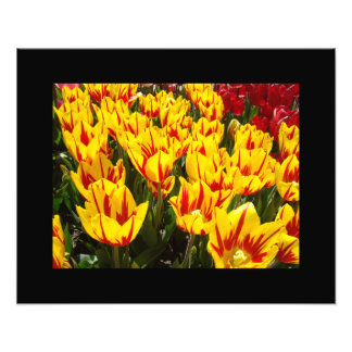 Yellow Red Tulip Flowers Garden Fine Art Prints