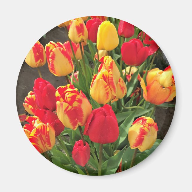 Yellow & Red Tulips Magnet (Front)