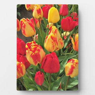 Yellow & Red Tulips Plaque