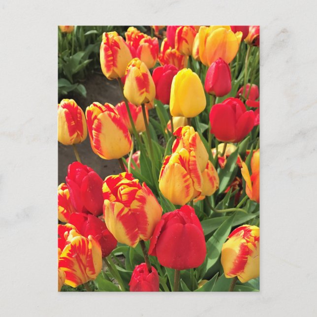 Yellow & Red Tulips Postcard (Front)
