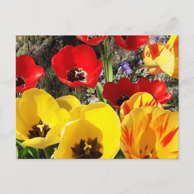 Yellow & Red Tulips  Postcard (Front)